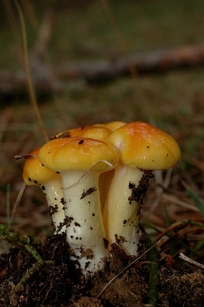 Hygrophorus sp.